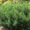 Cephalotaxus harringtonia 'Yewtopia' - Image 2