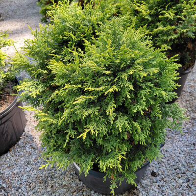 Chamaecyparis obtusa 'Kamaeni Hiba'