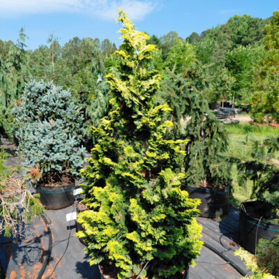 Chamaecyparis obtusa 'Aurea'