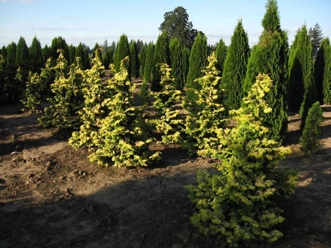 Chamaecyparis obtusa ‘Confucius’ | Kiefer Nursery: Trees, Shrubs ...