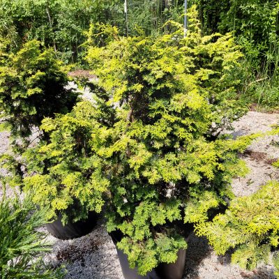 Chamaecyparis obtusa 'Confucius'