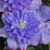 Clematis 'Blue Explosion'