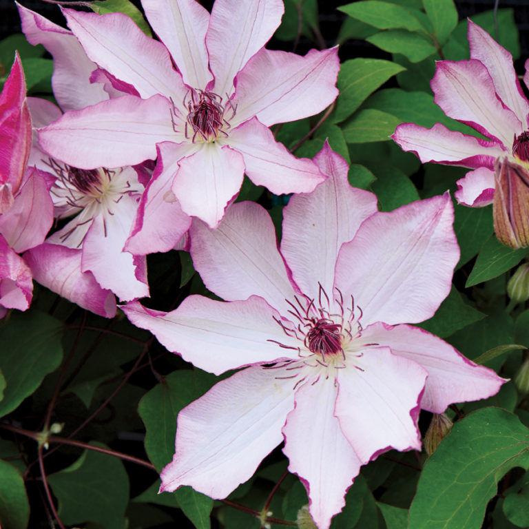 Clematis ‘omoshiro Kiefer Nursery Trees Shrubs Perennials 3265