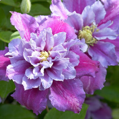 Clematis 'Piilu'
