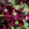 Clematis 'Mazowsze' (Volcano)