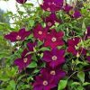Clematis 'Mazowsze' (Volcano) - Image 2