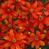 Coreopsis verticillata Sizzle and Spice(TM) 'Crazy Cayenne'
