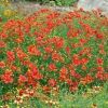 Coreopsis 'Ladybird' - Image 2