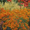 Coreopsis 'Lightning Bug' - Image 2