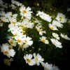 Coreopsis Big Bang(TM) 'Polaris'