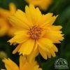 Coreopsis grandiflora 'Sun Up'