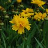 Coreopsis grandiflora 'Sun Up' - Image 2