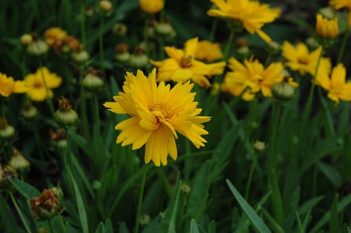 Coreopsis grandiflora 'Sun Up' - Image 2