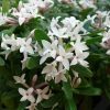 Daphne x transatlantica 'Blafra' - Image 3