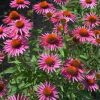 Echinacea purpurea 'Pica Bella'