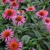Echinacea purpurea 'Pica Bella' - Image 2