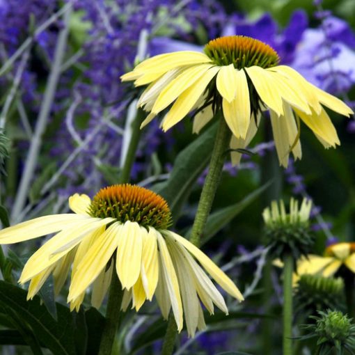 Echinacea 'Big Sky Sunrise'