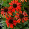 Echinacea purpurea 'Tomato Soup'