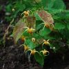 Epimedium  'Amber Queen'
