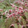 Epimedium  'Pink Elf' - Image 2