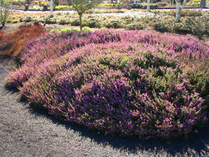 Erica x darleyensis ‘Mediterranean Pink’ | Kiefer Nursery: Trees