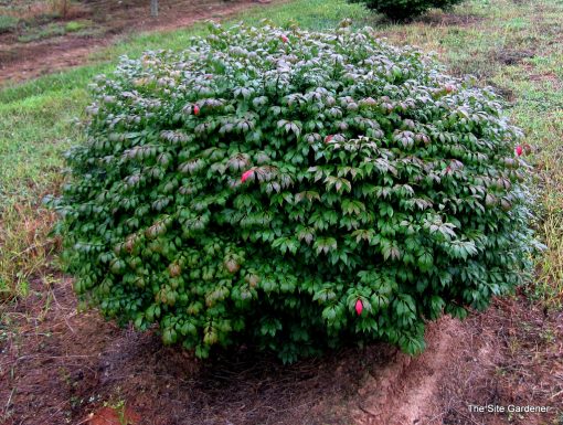 Euonymus alatus 'Odom'  Little Moses Burning Bush - Image 2