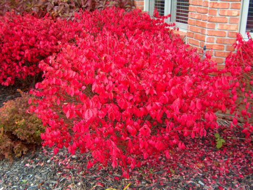 Euonymus alatus 'Odom'  Little Moses Burning Bush