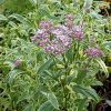 Eupatorium fortunei 'Pink Frost'
