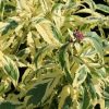 Eupatorium fortunei 'Pink Frost' - Image 2
