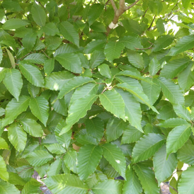 Fagus grandifolia