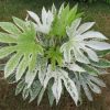 Fatsia japonica 'Spider's Web'