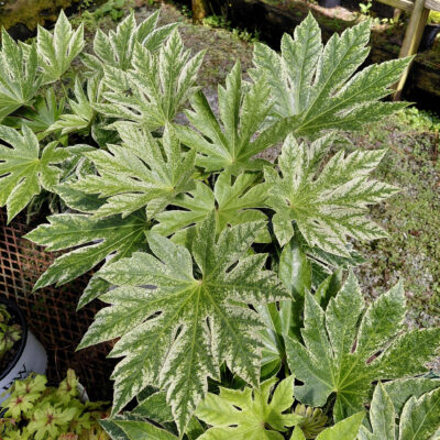 Fatsia japonica 'Spider's Web'
