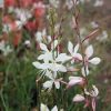 Gaura lindheimeri 'Sparkle White'