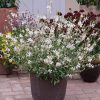 Gaura lindheimeri 'Sparkle White' - Image 2