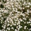 Gypsophila 'ESM Chispa'