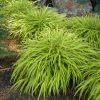 Hakonechloa macra 'All Gold'
