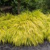 Hakonechloa macra 'All Gold' - Image 2