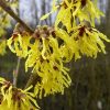 Hamamelis x intermedia 'Westerstede'