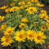 Heliopsis helianthoides 'Sunstruck' - Image 2