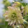 Helleborus Wedding Party® 'First Dance'