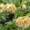Helleborus Wedding Party® 'First Dance' - Image 2