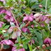 Helleborus Honeymoon® 'French Kiss' - Image 2