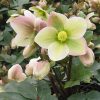 Helleborus 'Walhelivor'