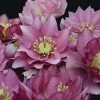 Helleborus Wedding Party® 'Maid of Honor' - Image 2