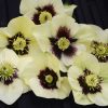 Helleborus Honeymoon® 'Sandy Shores' - Image 2