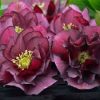 Helleborus Wedding Party® 'True Love' - Image 2