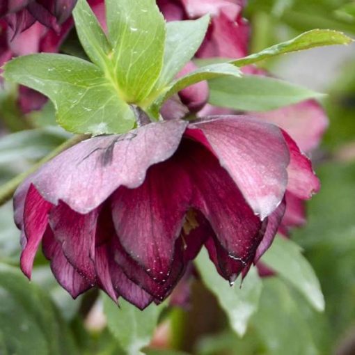 Helleborus Wedding Party® 'True Love'