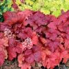 Heuchera  'Fire Alarm'