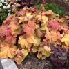 Heuchera villosa 'Mega Caramel' - Image 2