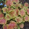Heuchera 'Miracle'